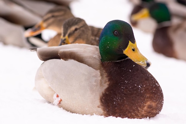 wild ducks walk in the snow near the pond in the city park