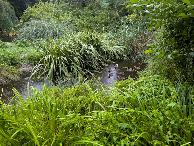 The wild ducks in the zoo