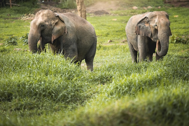 Wild elephant in the beautiful forest in Thailand