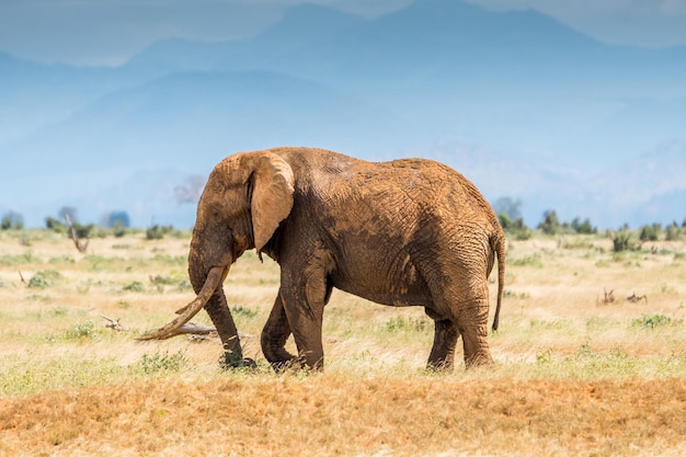 Wild elephant in Kenia