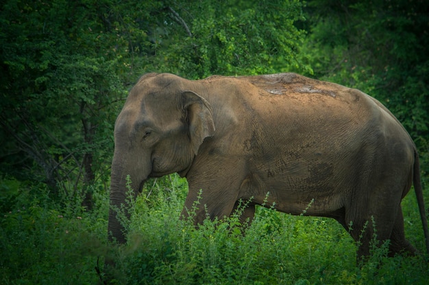 Wild elephants at Udawalawa Yala national park in Sri Lanka