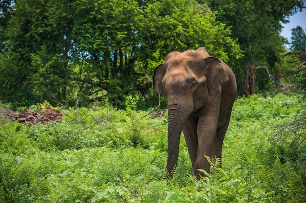 Wild elephants at Udawalawa Yala national park in Sri Lanka