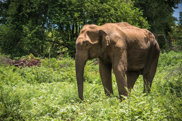 Wild elephants at Udawalawa Yala national park in Sri Lanka