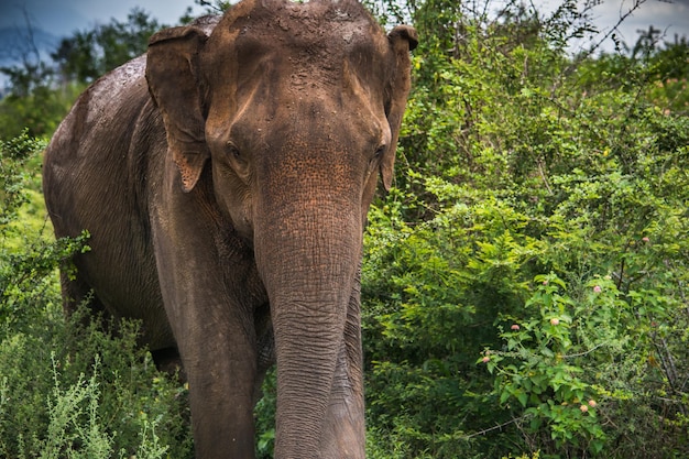 Wild elephants at Udawalawa Yala national park in Sri Lanka