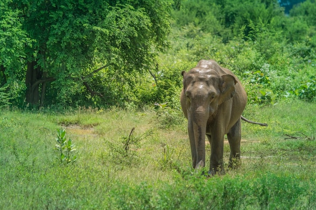 Wild elephants at Udawalawa Yala national park in Sri Lanka