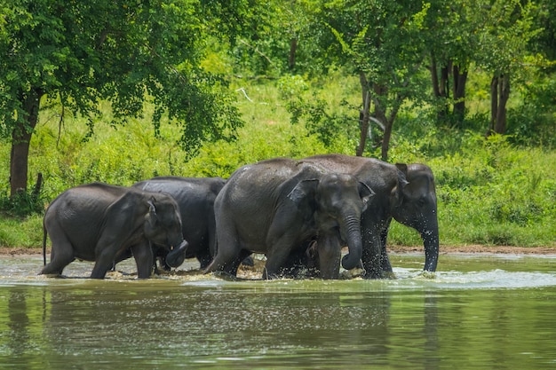 Wild elephants at Udawalawa Yala national park in Sri Lanka