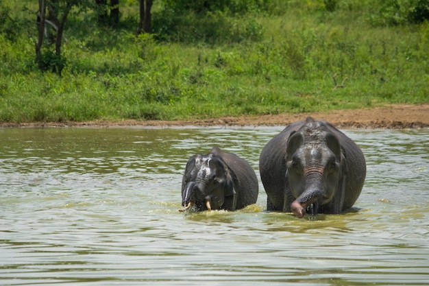 Wild elephants at Udawalawa Yala national park in Sri Lanka