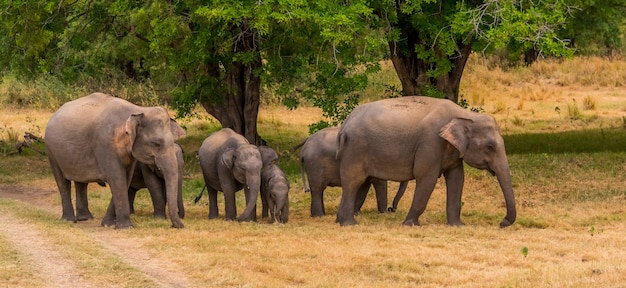 Wild elephants at Udawalawa Yala national park in Sri Lanka