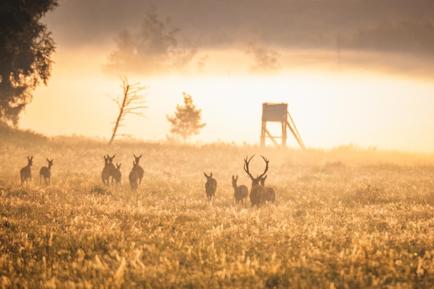 Wild european deers in the forest at belovezhskaya pushcha national park belarus