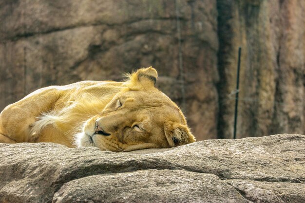 Photo wild female lion relaxing sleeping on the rock stone.