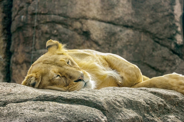 Photo wild female lion relaxing sleeping on the rock stone.