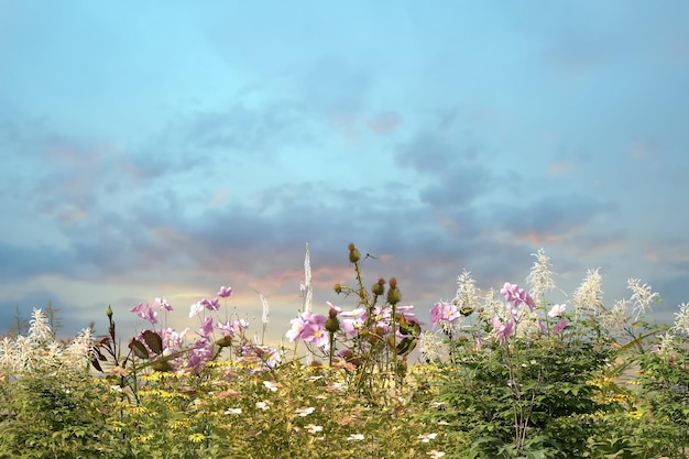 wild field flowers and verbs blue sky clouds in heart shape nature