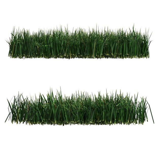 wild field grass, isolated on white background, 3D illustration, cg render