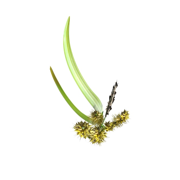 wild field grass, top view, isolated on white background, 3D illustration, cg render