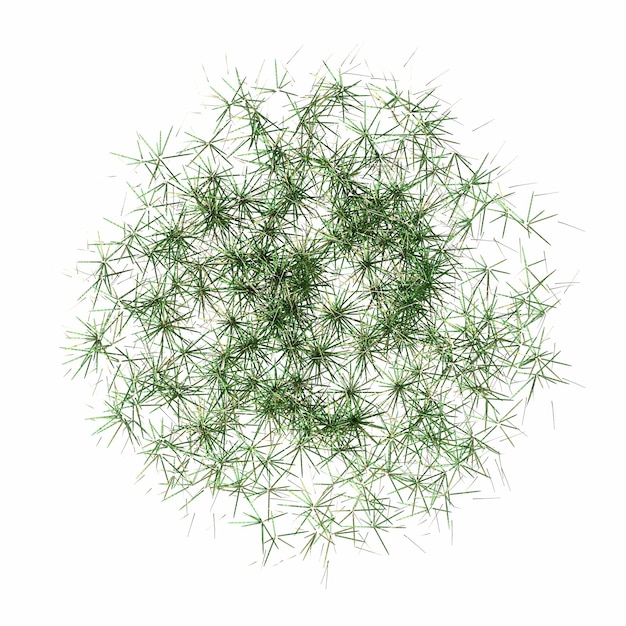 wild field grass, top view, isolated on white background, 3D illustration, cg render