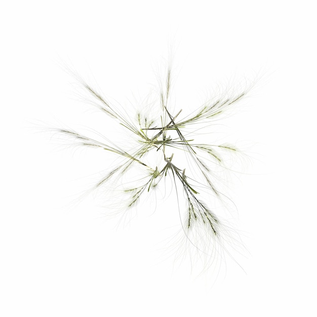 wild field grass, top view, isolated on white background, 3D illustration, cg render