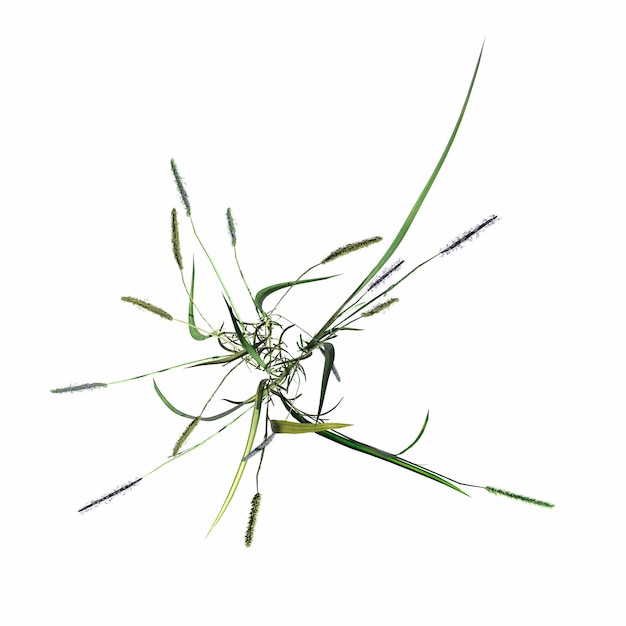 wild field grass, top view, isolated on white background, 3D illustration, cg render