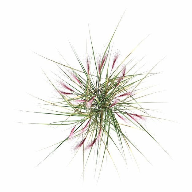 wild field grass, top view, isolated on white background, 3D illustration, cg render