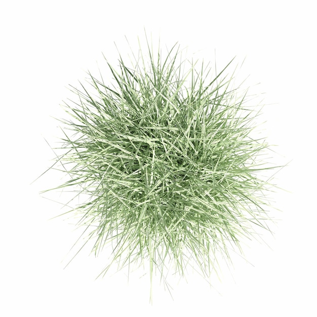 wild field grass, top view, isolated on white background, 3D illustration, cg render