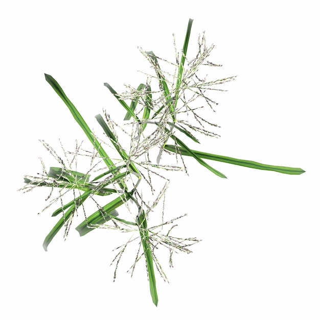 wild field grass, top view, isolated on white background, 3D illustration, cg render