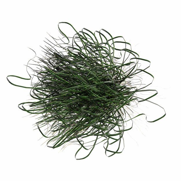 wild field grass, top view, isolated on white background, 3D illustration, cg render