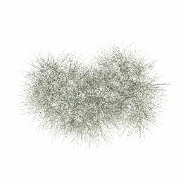 wild field grass, top view, isolated on white background, 3D illustration, cg render