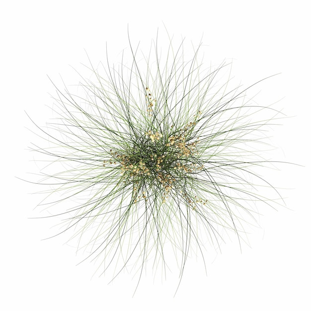 wild field grass, top view, isolated on white background, 3D illustration, cg render