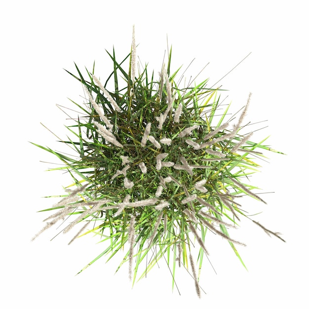 wild field grass, top view, isolated on white background, 3D illustration, cg render