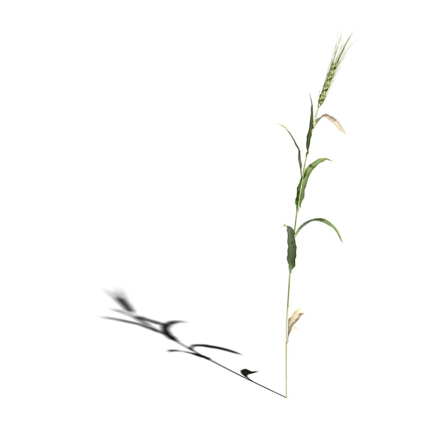 wild field grass with a shadow under it, isolated on white background, 3D illustration, cg render