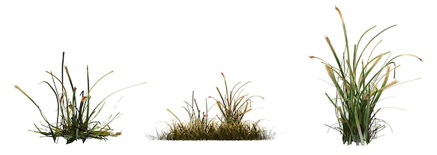 wild field grass with a shadow under it, isolated on white background, 3D illustration, cg render