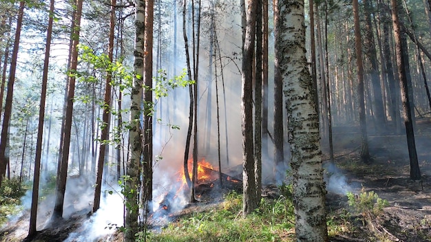 Wild fire in spring close up view Deforestation and global warming concept forest wildfire disaster dry bushes burning fire reasons ecology earth climate change air pollution