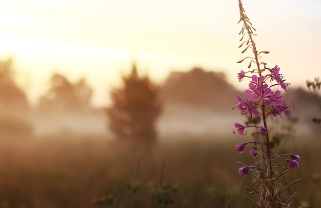 Wild flower in fog on sunset