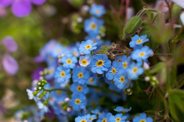 The wild flower of the forgetmenot Wildflowers