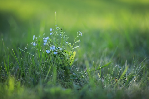 Wild flower. Little flowers on a green meadow spring.