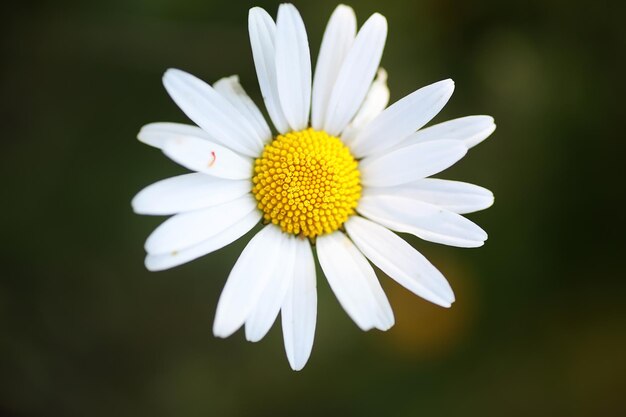 Wild flower. Little flowers on a green meadow spring.