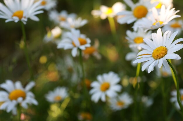 Wild flower. Little flowers on a green meadow spring.