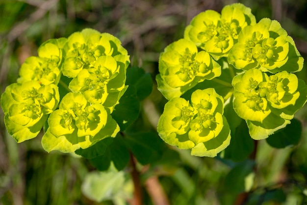 Wild flower plant in nature (latin name: Euphorbia helioscopia)