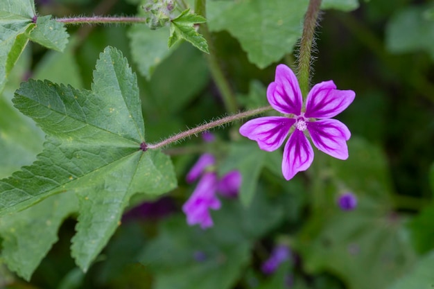 Wild flower; Scientific name: malva sylvestris