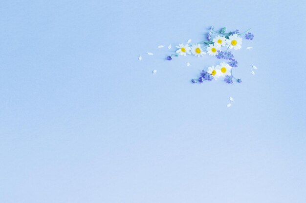 wild flowers on blue paper background