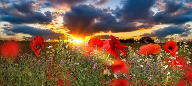 wild flowers on field at sunset  dramatic clouds on sky summer