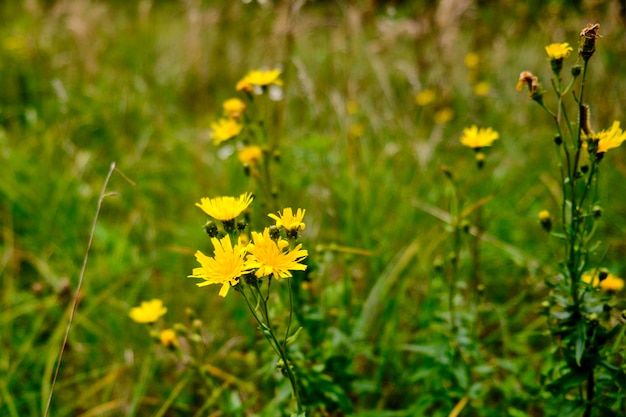 Wild flowers in the forest