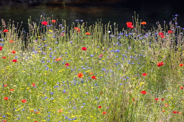 Wild flowers growing along the bank of the River Dee near Berwyn