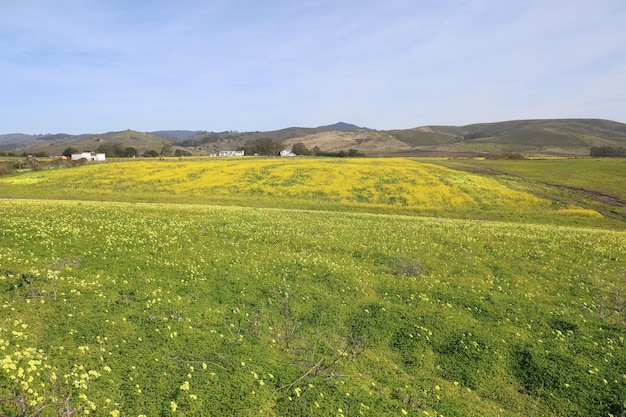 Wild flowers in Henry Cowell Ranch in California