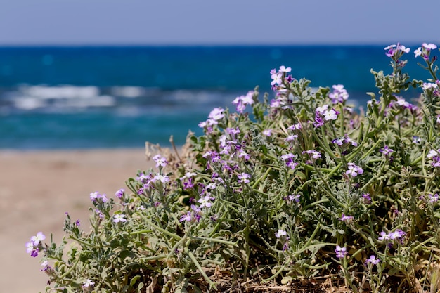 Wild flowers Matthiola sinuata grow on the background of the sea on the beach on a sunny spring day closeup