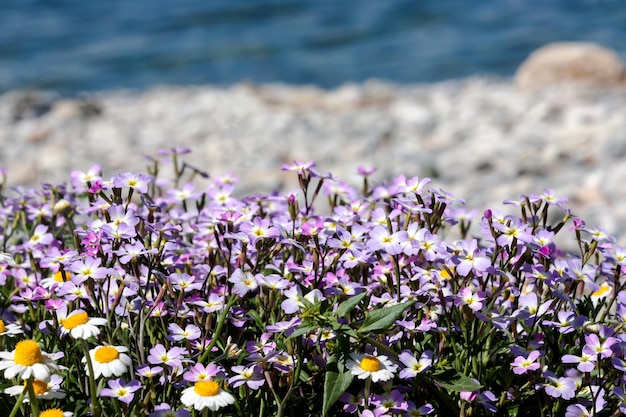 Wild flowers Matthiola sinuata grow on the background of the sea on the beach on a sunny spring day closeupxDxA