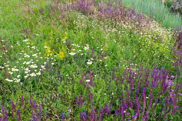 Wild flowers on the meadow