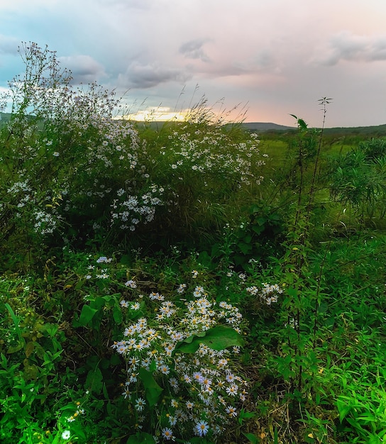 wild flowers in the meadow