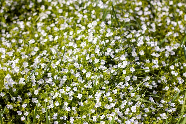 Wild flowers pattern in green field at spring or summer