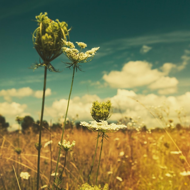 Wild flowers on the summer meadow abstract environmental backgrounds