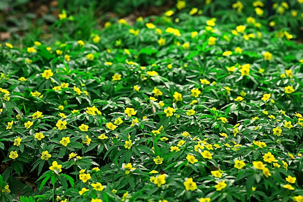 wild flowers top view background / abstract seasonal background, summer small flowers, nature spring, floral abstraction